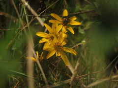 Bidens rubifolia