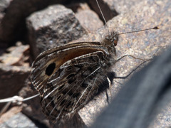 Argyrophorus monticolens
