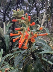 Buddleja speciosissima