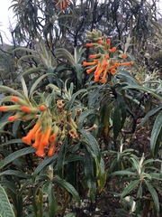 Buddleja speciosissima
