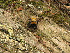 Bombus hortulanus