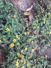 Sanvitalia procumbens