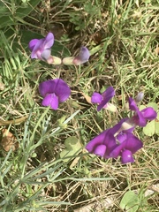 Lathyrus subulatus