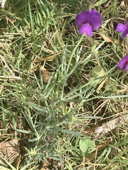 Lathyrus subulatus