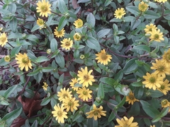 Sanvitalia procumbens