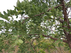 Enterolobium gummiferum