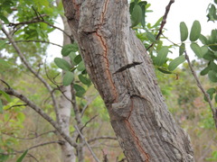 Enterolobium gummiferum