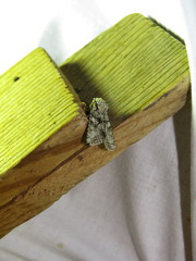 Dryobotodes monochroma