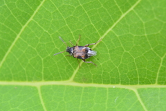 Callosobruchus maculatus