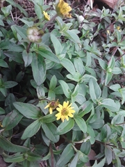 Sanvitalia procumbens