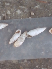 Brephulopsis cylindrica
