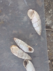 Brephulopsis cylindrica