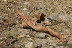 Pseudergolis wedah