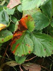 Diplocarpon fragariae