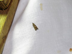 Acroclita subsequana