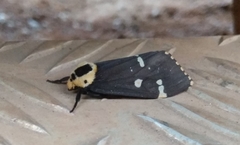 Lymantria semicincta