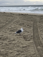 Larus occidentalis