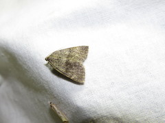 Pachycnemia tibiaria