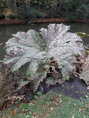 Gunnera tinctoria