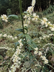 Artemisia lactiflora