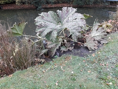Gunnera tinctoria