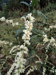 Artemisia lactiflora