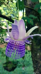 Passiflora seemannii