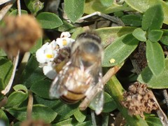 Apis mellifera