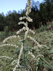 Artemisia lactiflora