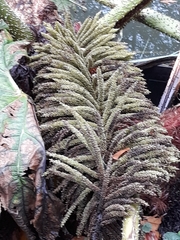 Gunnera tinctoria