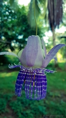 Passiflora seemannii