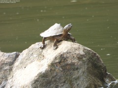 Graptemys sabinensis