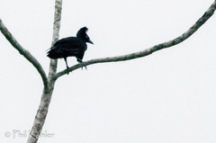 Cephalopterus ornatus