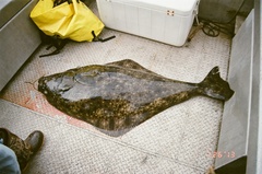 Hippoglossus stenolepis