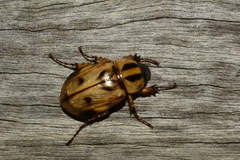 Cyclocephala amazona