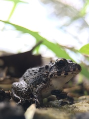 Fejervarya kawamurai