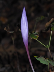 Crocus ligusticus