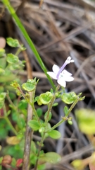 Trichostema nesophilum