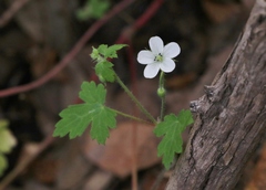 Geranium wislizeni