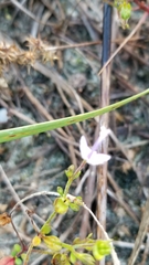 Trichostema nesophilum