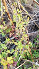 Trichostema nesophilum