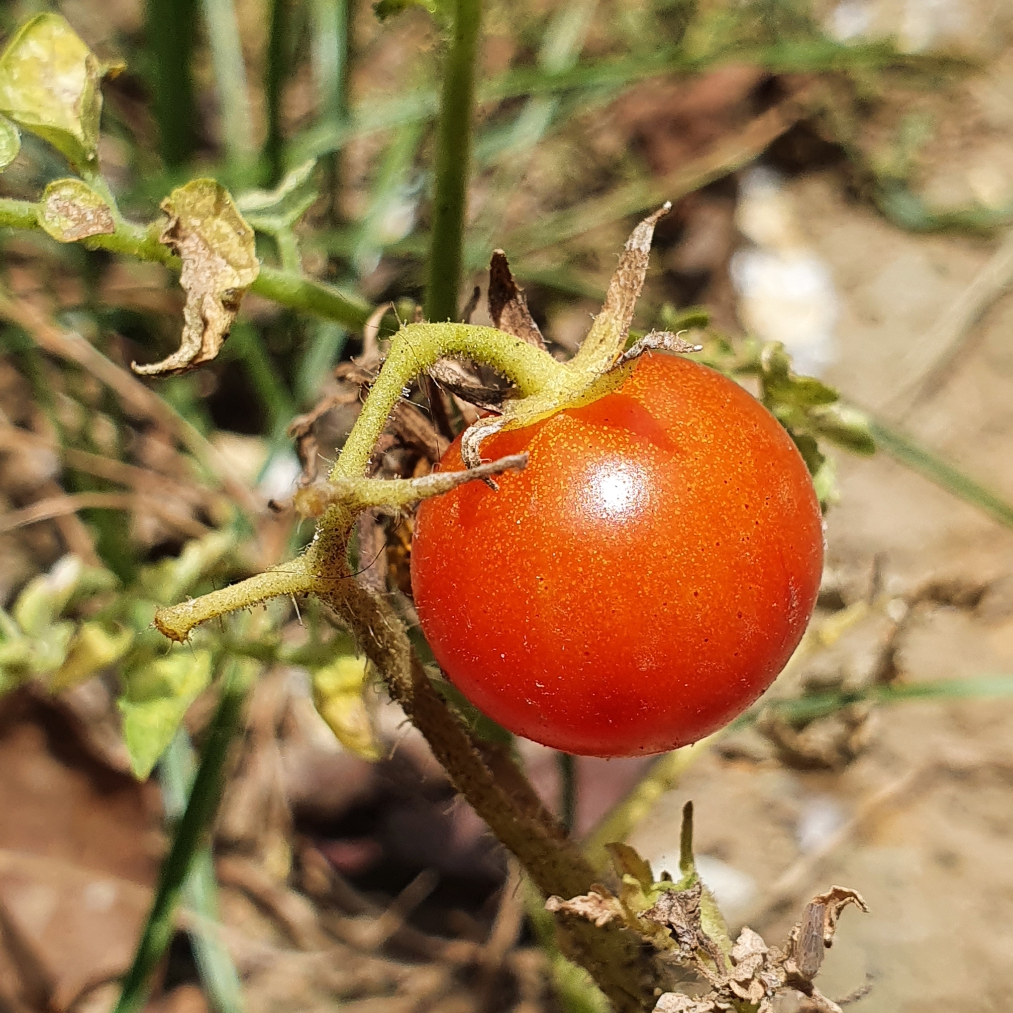 Solanum lycopersicum