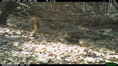Sciurus niger