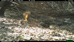 Sciurus niger