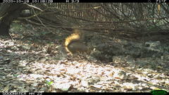 Sciurus niger