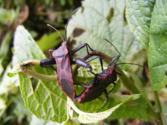 Piezogaster rubropictus