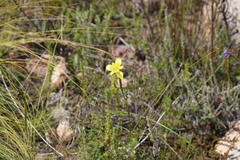 Moraea angusta