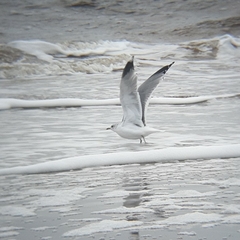 Larus canus