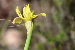 Moraea angusta