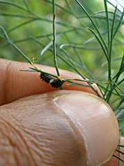 Papilio polyxenes